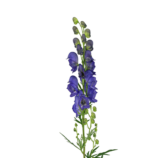 Aconitum Wolfsbane