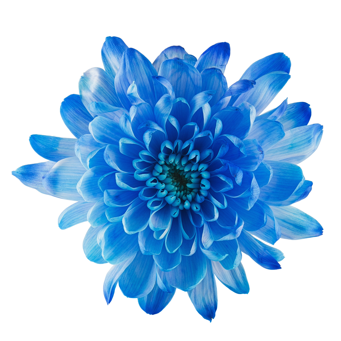 Chrysanthemum Single VIP Blue