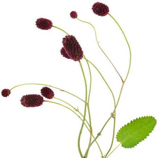 Sanguisorba Officinalis Per Stem