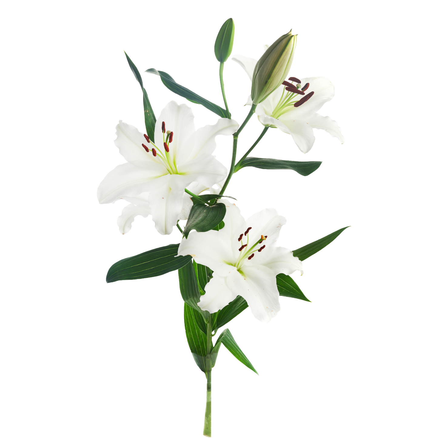 Oriental Lily White Per Stem