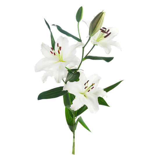 Oriental Lily White Per Stem