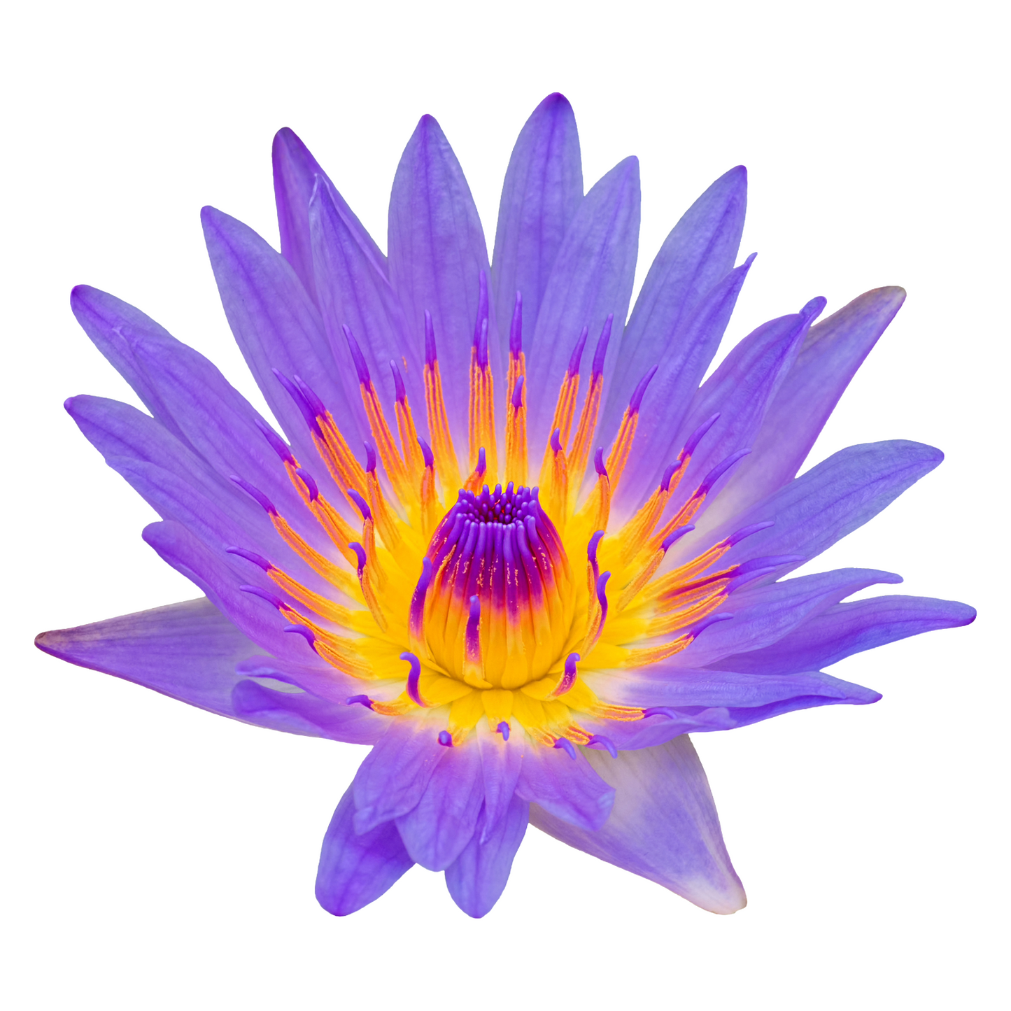 Blue Lotus Water Lilly Per Stem