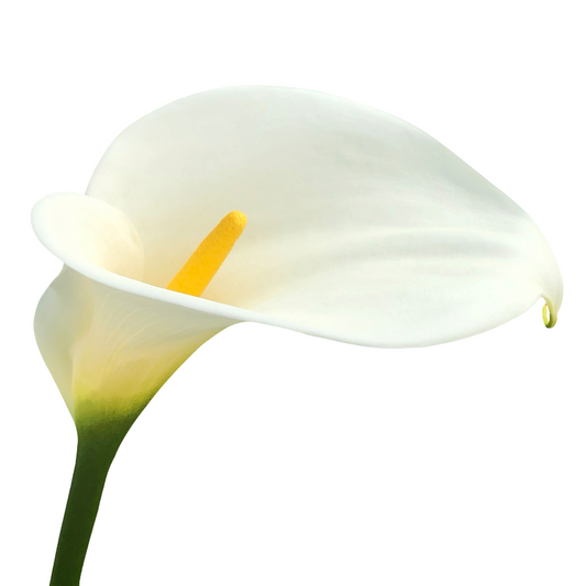 Calla Lily Captain Ventura Per Stem