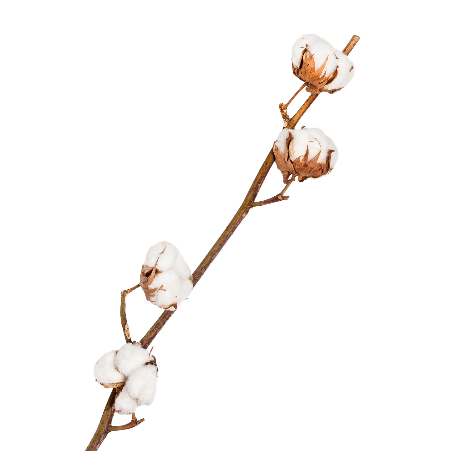 Gossypium Hirsutum White Per Stem