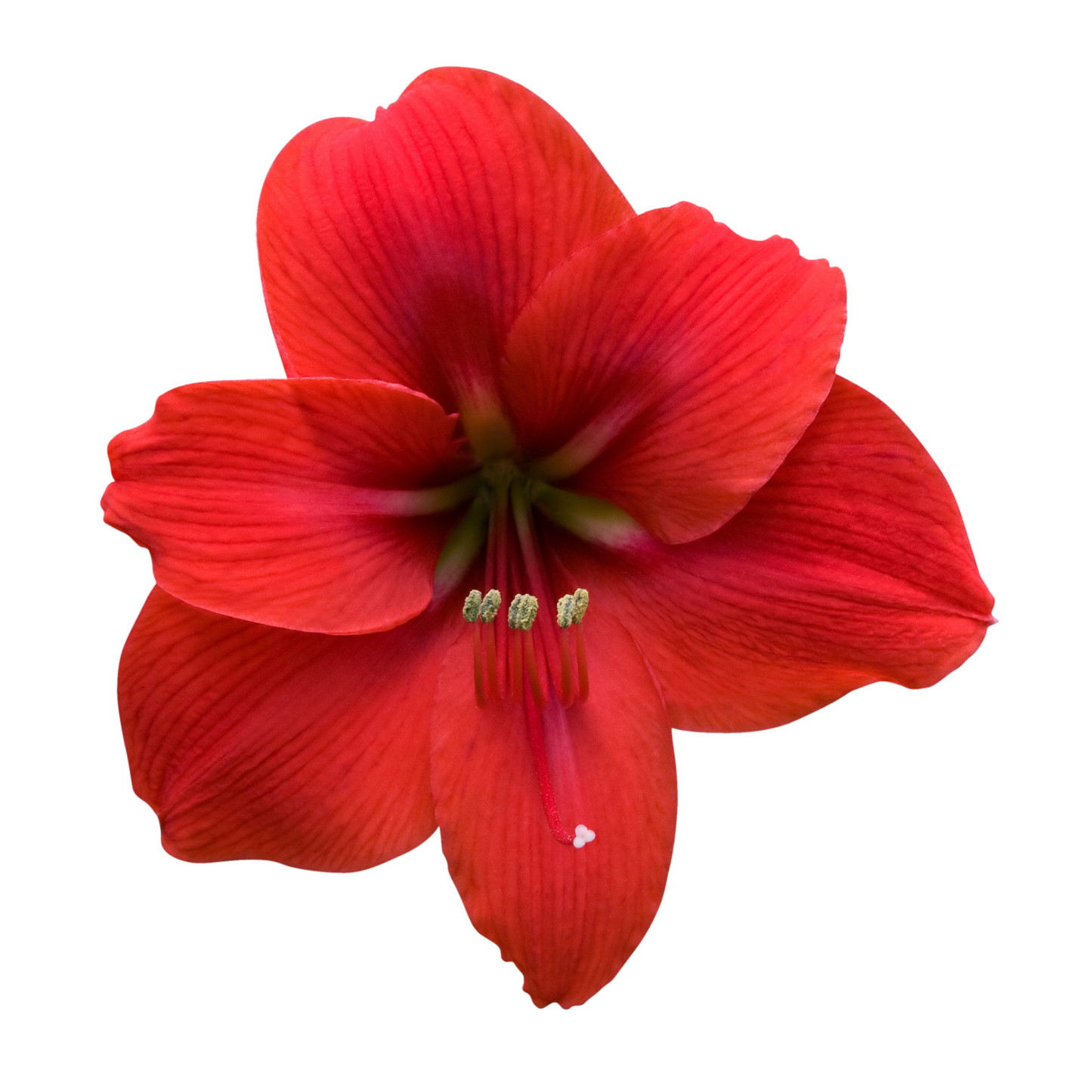 Amaryllis Ferrari