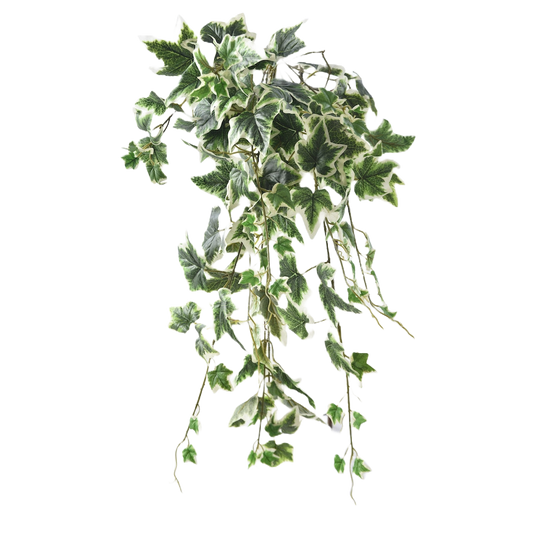 Hedera Twig Variegated Ivy Leaves Per Bunch