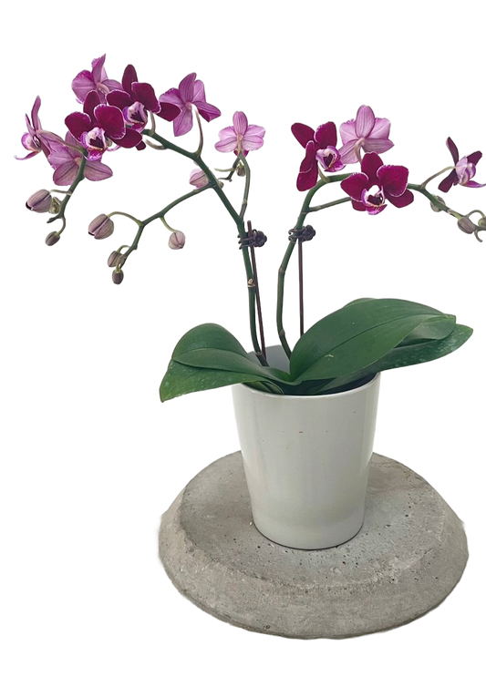 Orchid Mini Purple