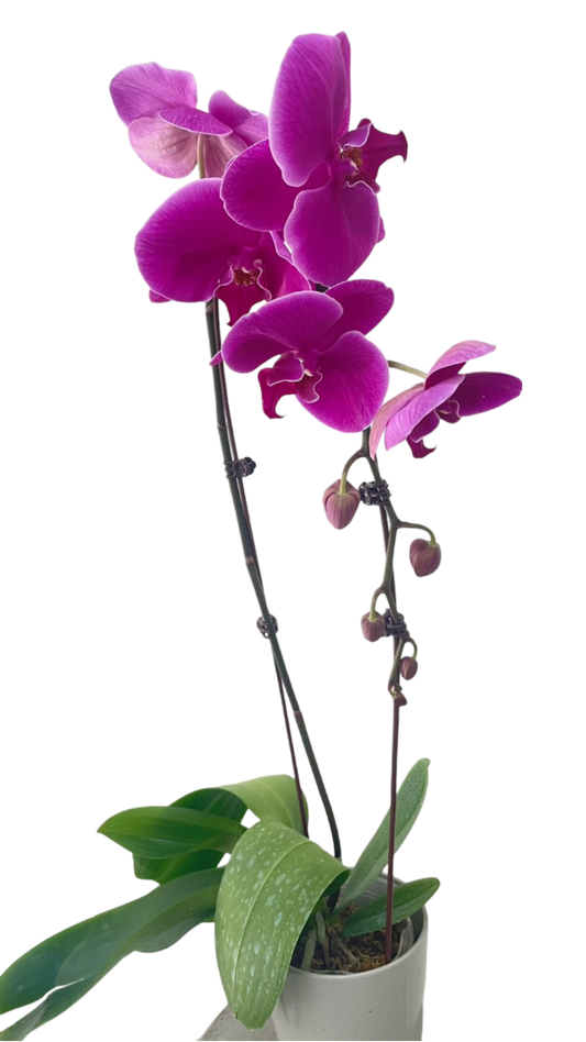 Orchid Purple