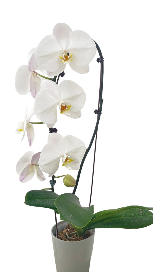 Orchid White