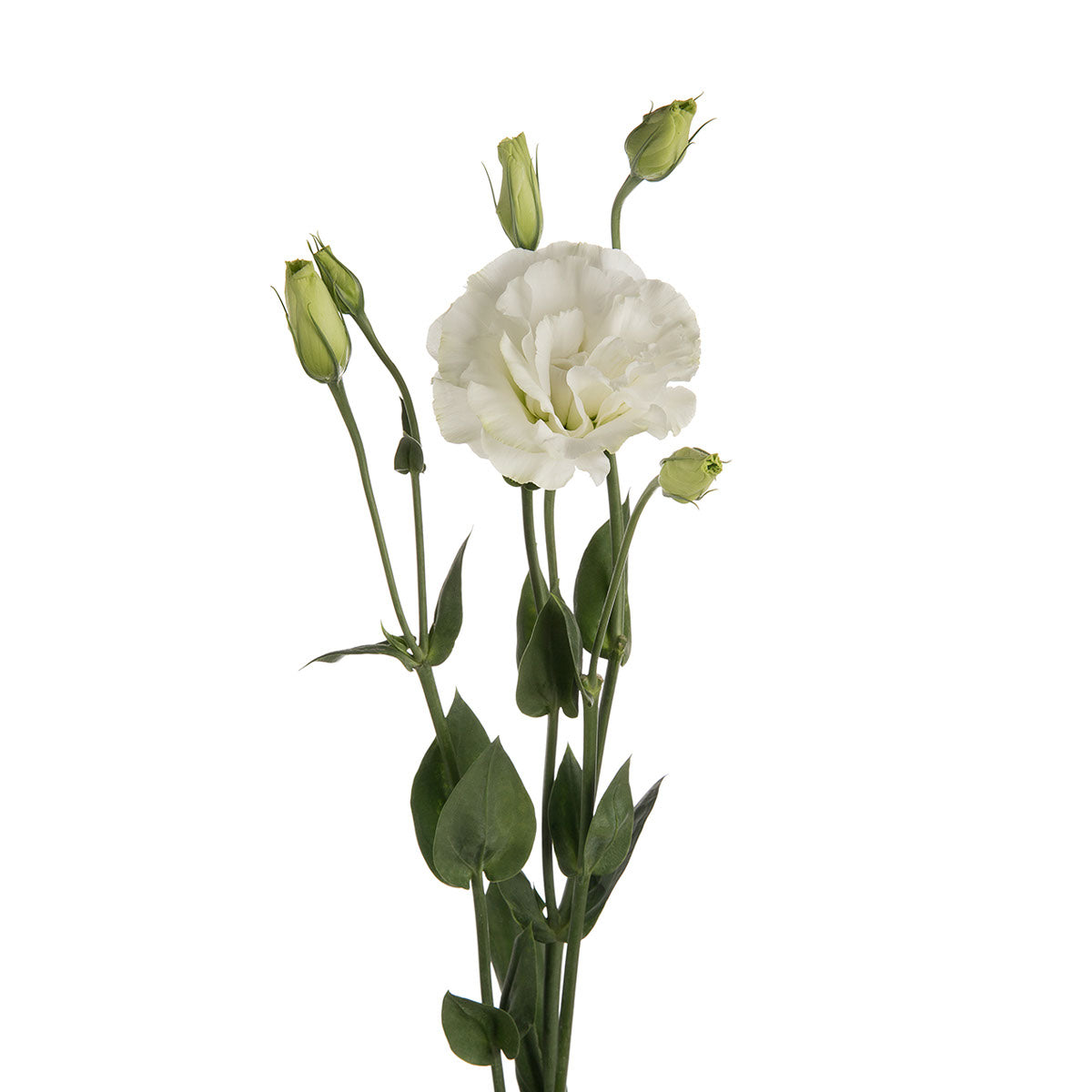 Lisianthus White  Per stem