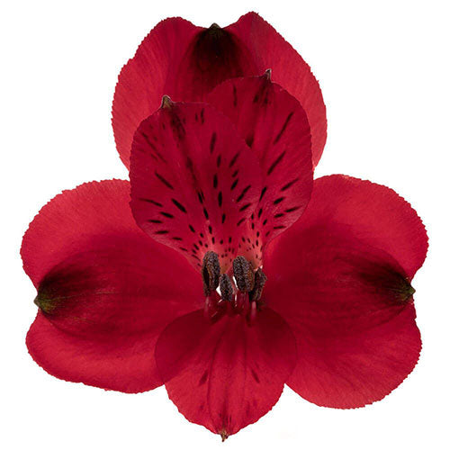 Alstromeria Red