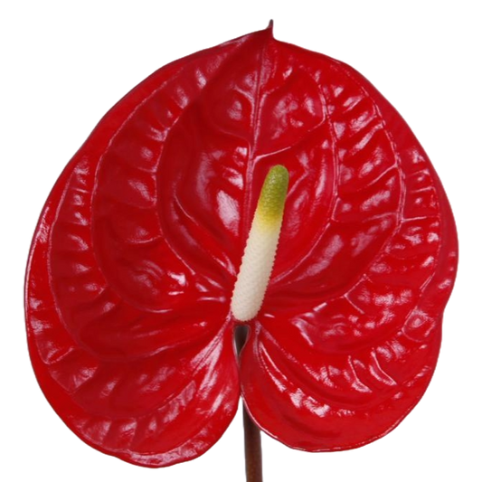 Anthurium Eterno Per Stem