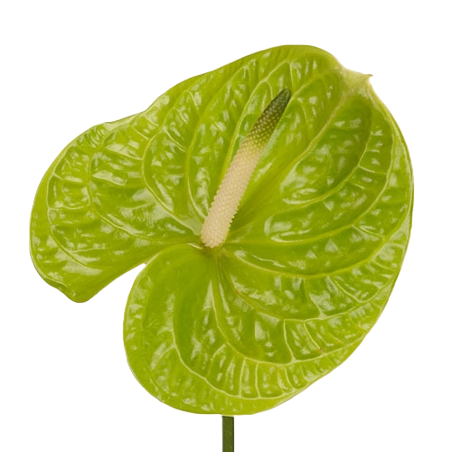 Anthurium Grand Slam