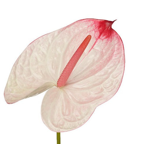 Anthurium Lybra Per Stem