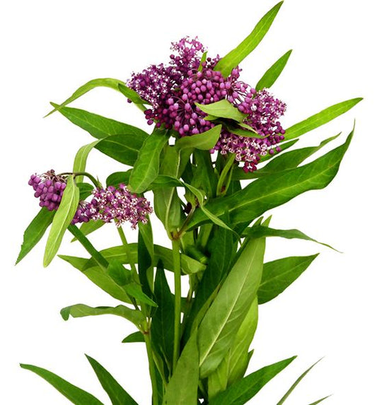 Asclepias Incarnata Soulmate Per Stem