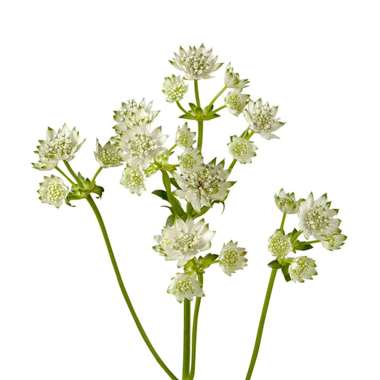 Astrantia Star Of Billion Per Stem