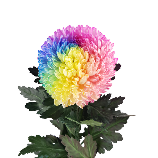 Chrysanthemum Tinted Rainbow Per Stem