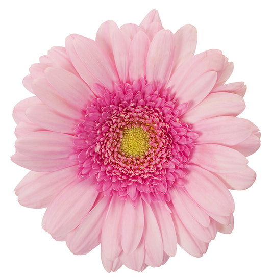 Gerbera Mini Pinky