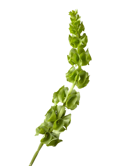 Moluccella - Bells Of Ireland Per Stem