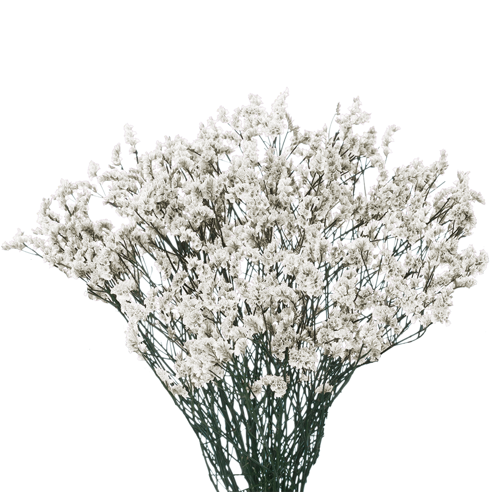 Limonium White