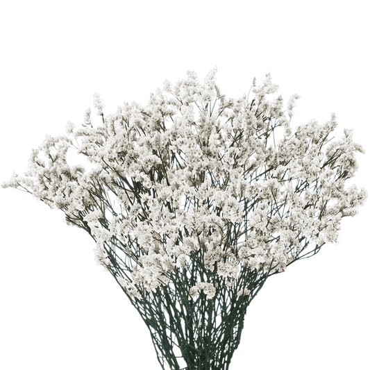 Limonium White