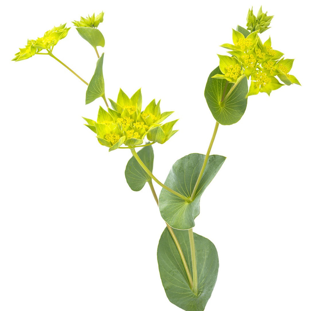 Bupleurum