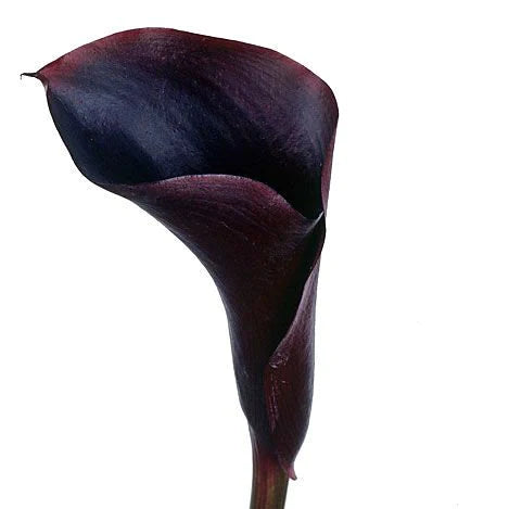 Calla Lily Dark Purple Per Stem