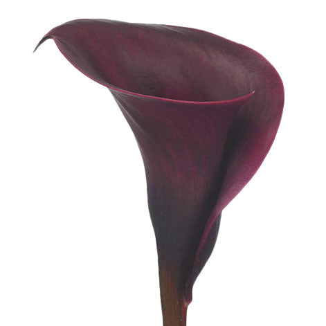 Calla Lily Burgundy Per Stem