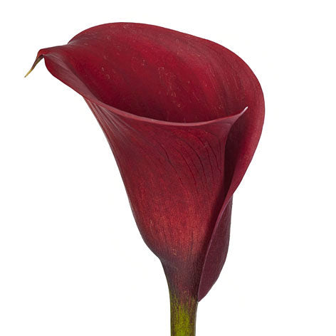 Calla Lily Red Charm Per Stem