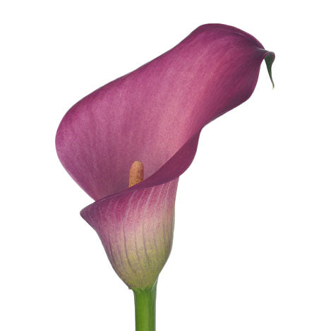 Calla Lily Zazu