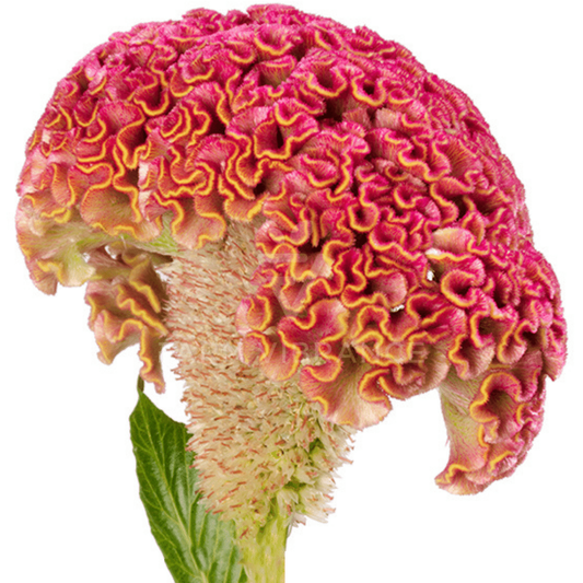 Celosia Pink Per Stem