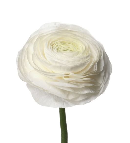 Ranunculus White Per Stem