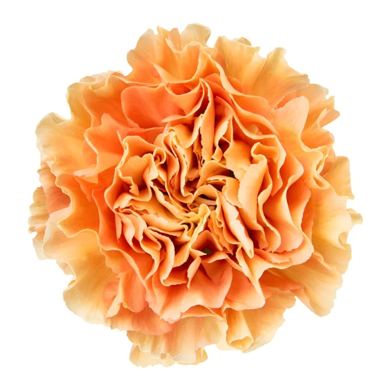 Carnation Orange