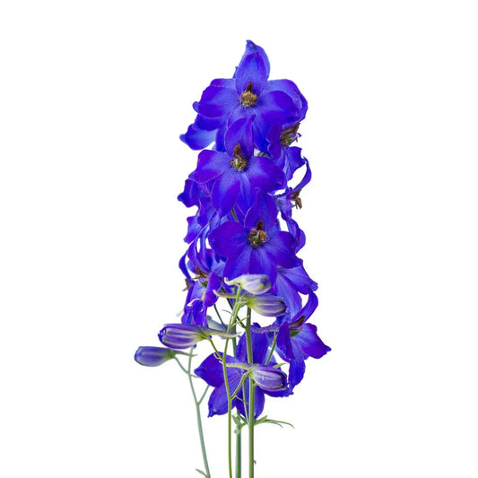 Delphinium Dark Blue Per Stem