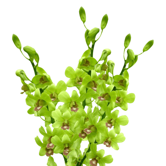 Dendrobium Green Per Stem