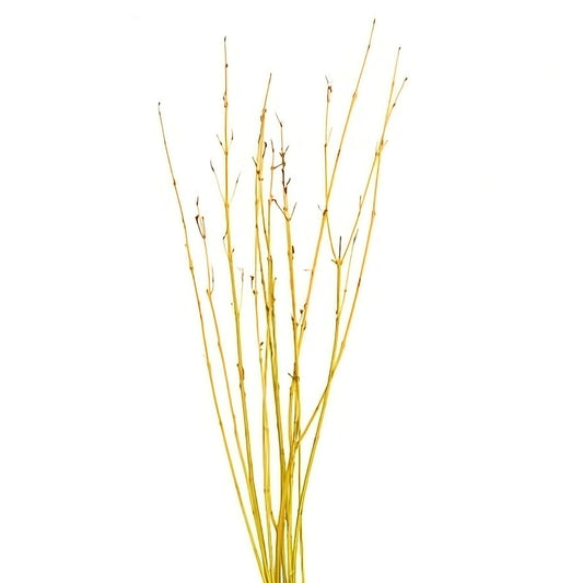 Cornus Flavirame Yellow Twig Dogwood Per Stem