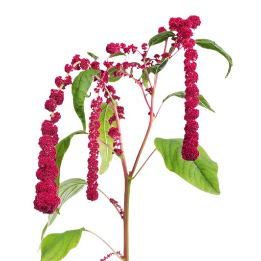 Amaranthus Caudatus Rosary Per Stem
