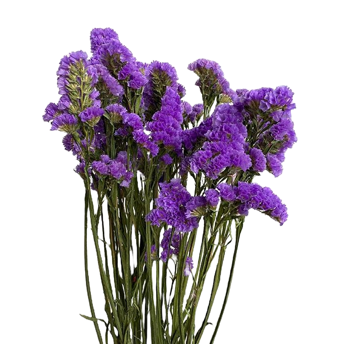 Statice Purple Per Stem