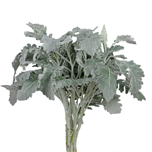 Silver Ragwort Dusty Miller Per Stem