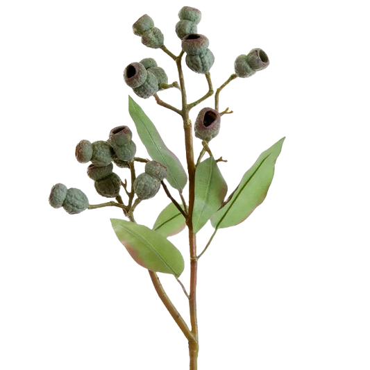 Eucalyptus Gumnut Per Stem