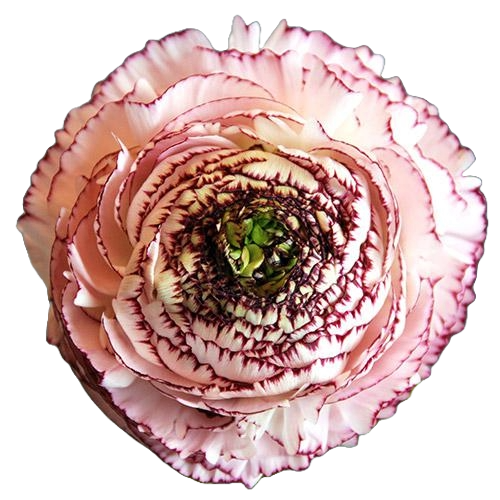 Ranunculus Cappuccino Per Stem