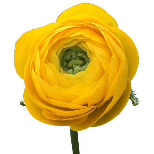 Ranunculus Yellow Per Stem