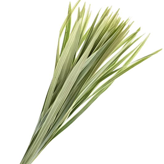 China Grass Variegated Per Bunch
