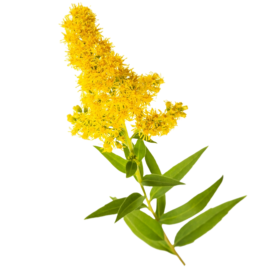 Solidago Per Stem
