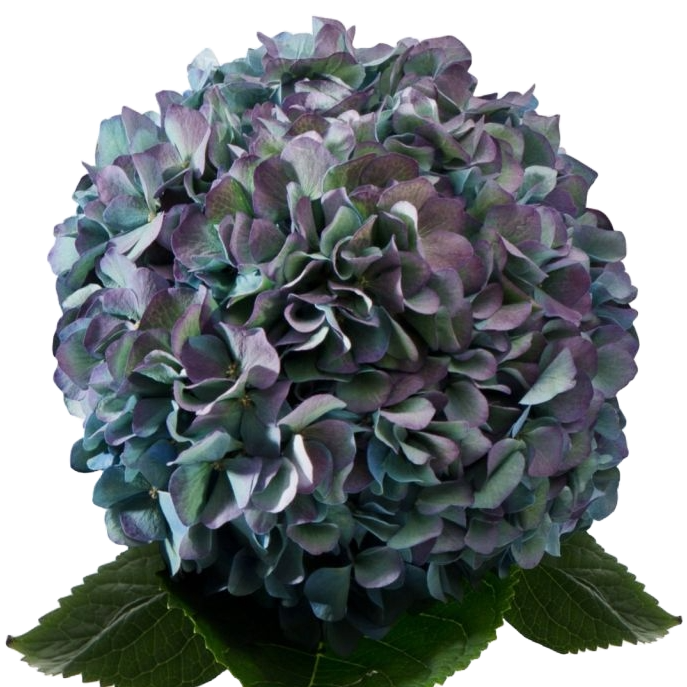 Hydrangea Antique Blue Per Stem