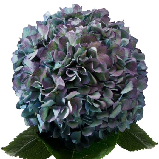 Hydrangea Antique Blue Per Stem