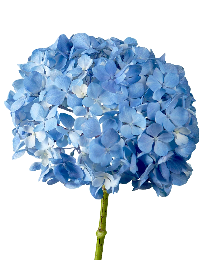 Hydrangea Shocking Blue Per Stem