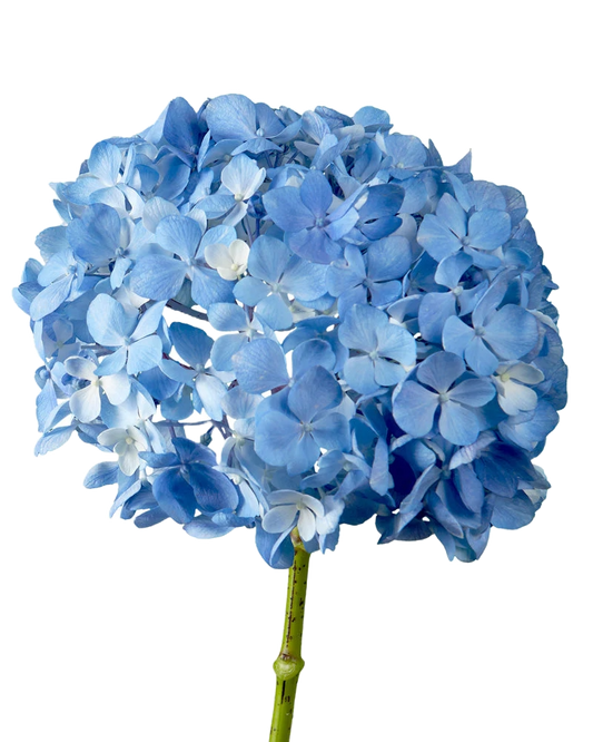 Hydrangea Shocking Blue Per Stem