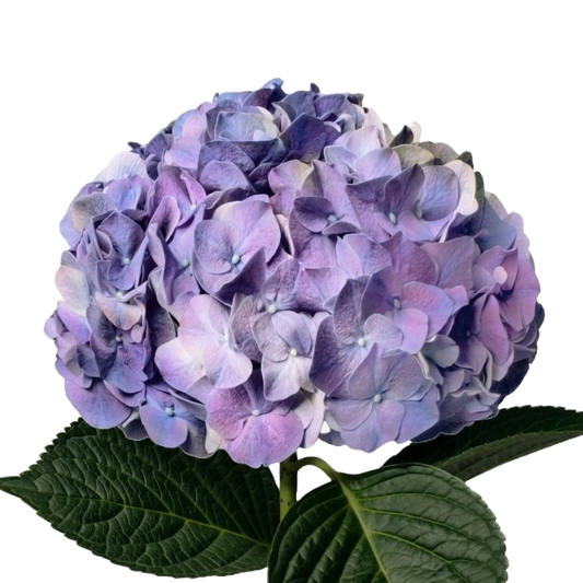 Hydrangea Lavender Per Stem