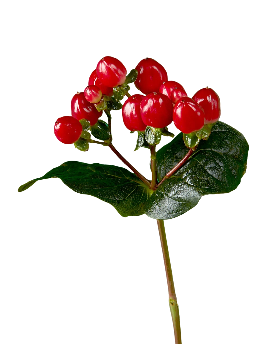 Hypericum Red Per Stem